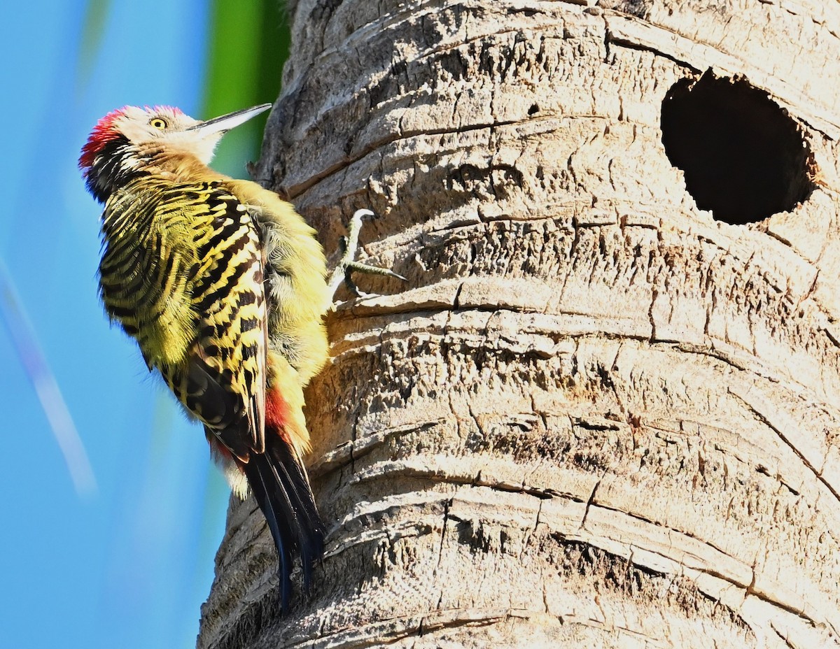 Hispaniolan Woodpecker - ML631847637