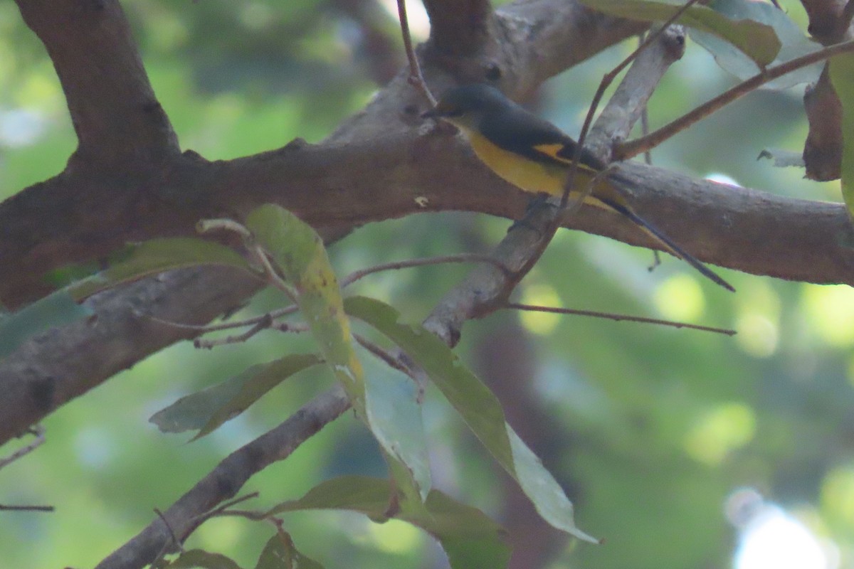 Long-tailed Minivet - Elizabeth Ferber