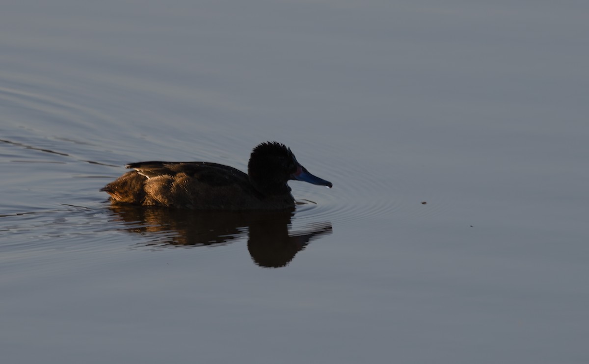 Black-headed Duck - ML631847684