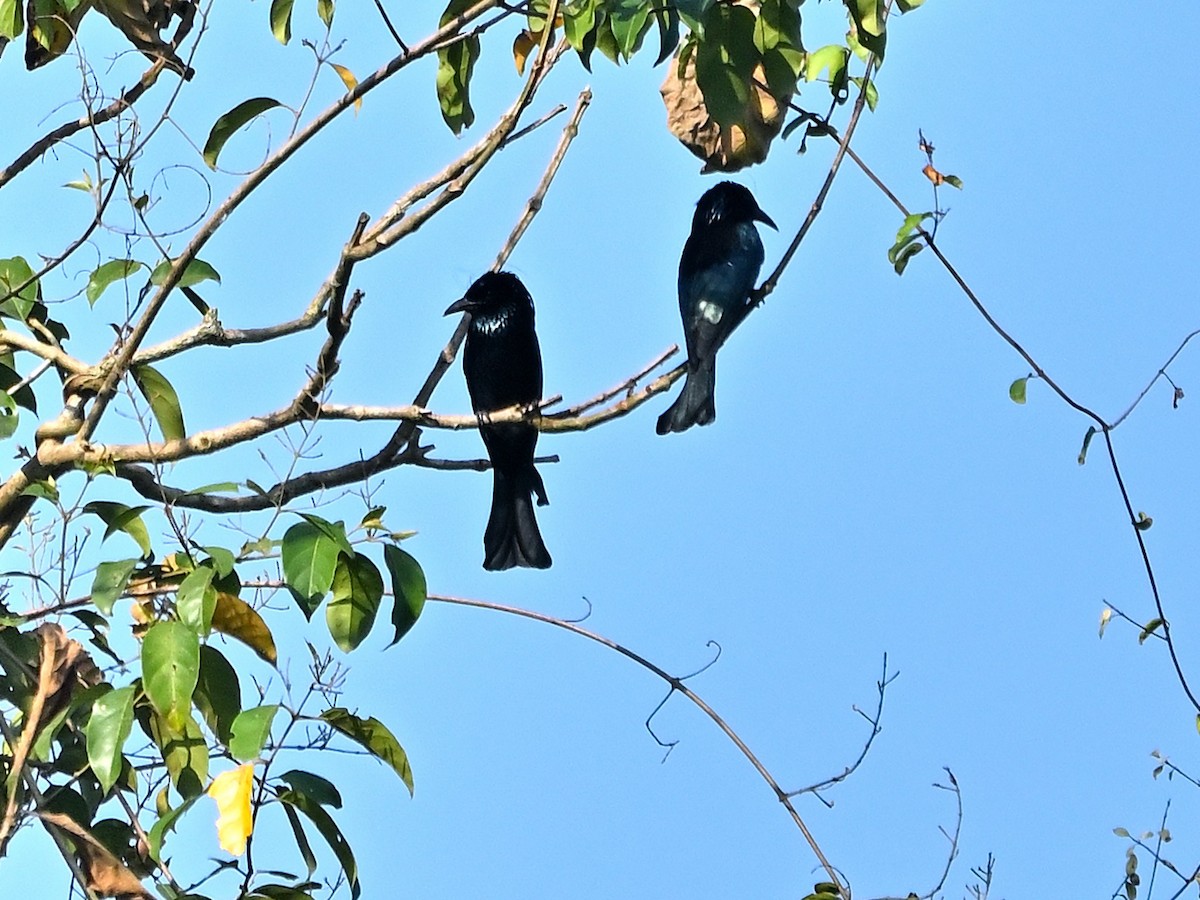 Hair-crested Drongo - ML631847813