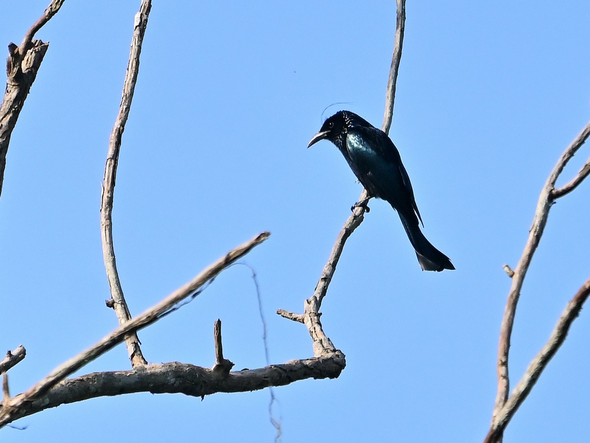 Hair-crested Drongo - ML631847814