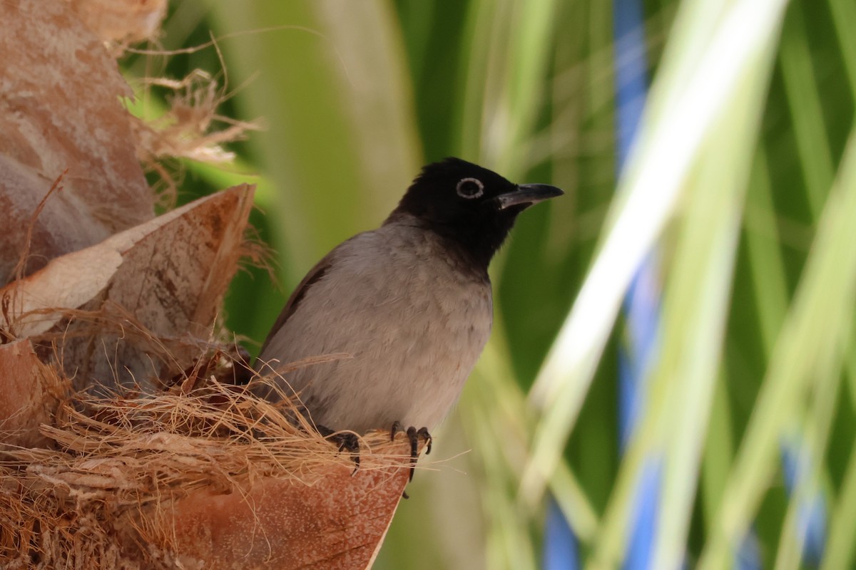 White-spectacled Bulbul - ML631847977