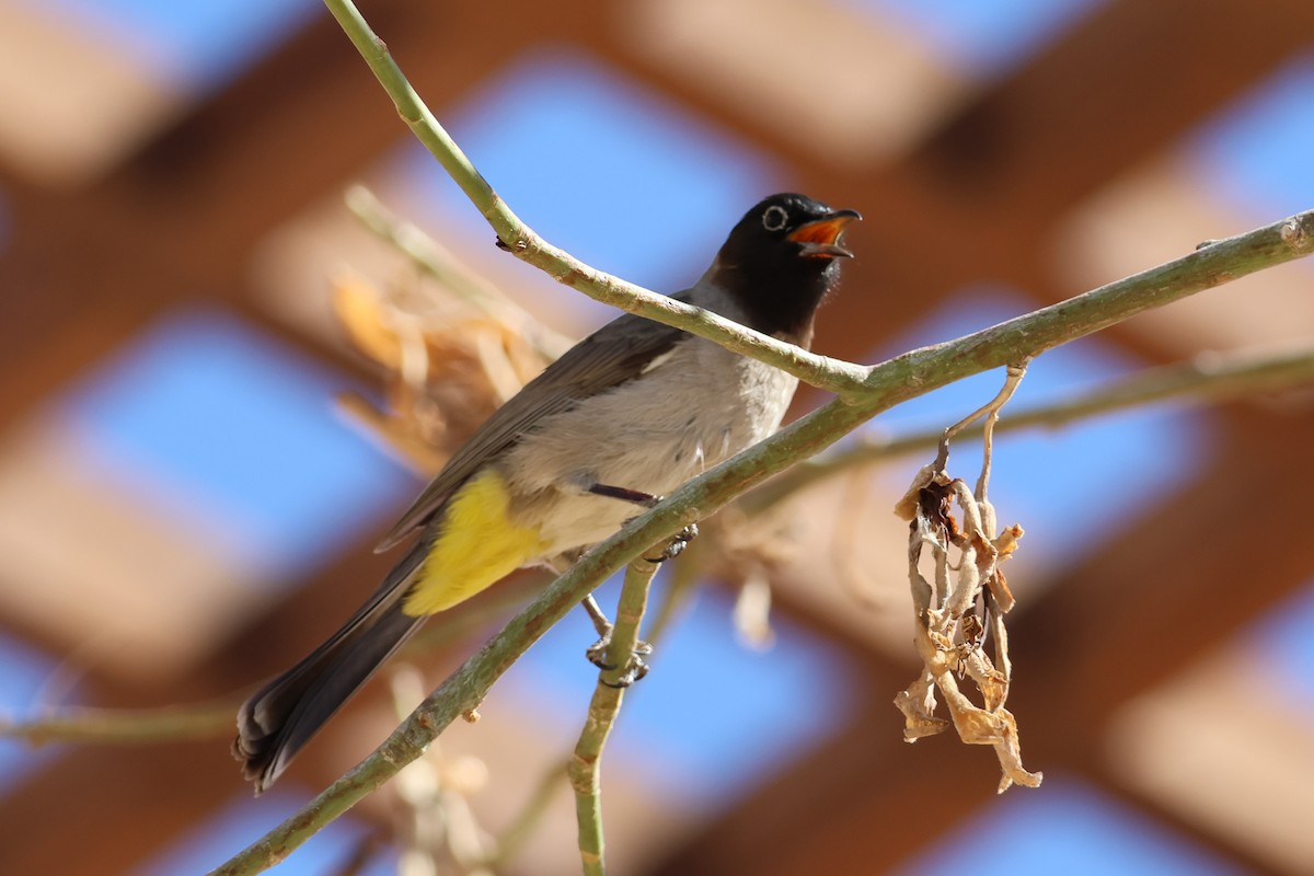 White-spectacled Bulbul - ML631847978