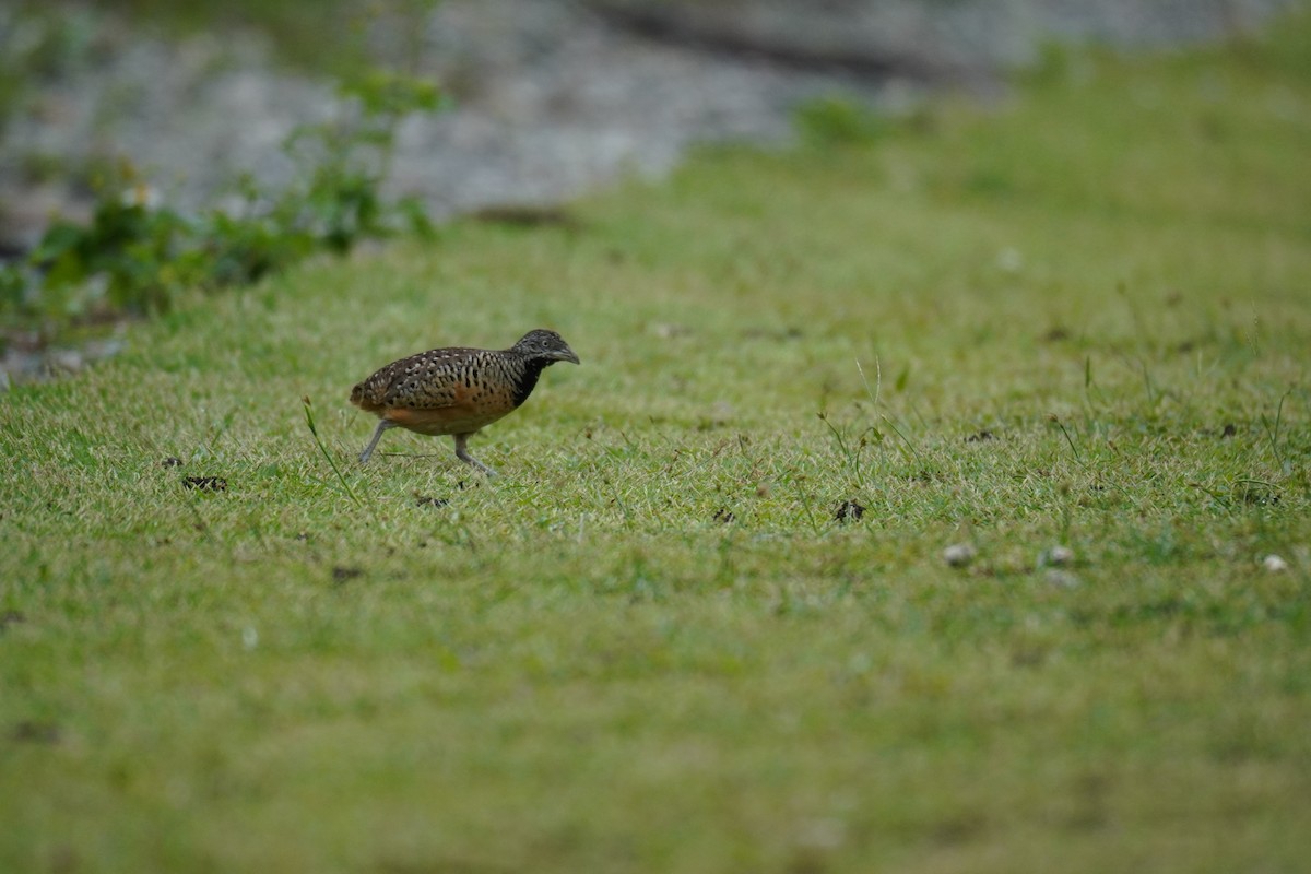 Barred Buttonquail - ML631848115