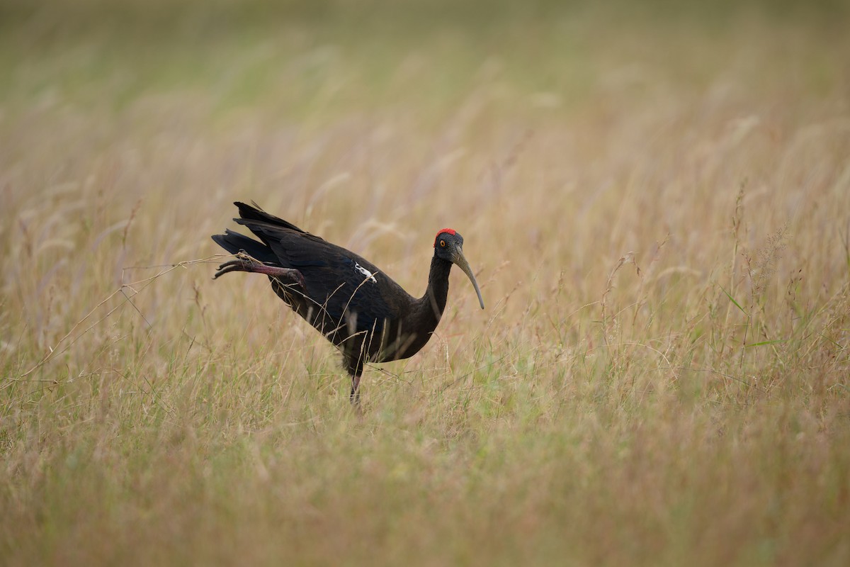 Black-headed Ibis - ML631848136