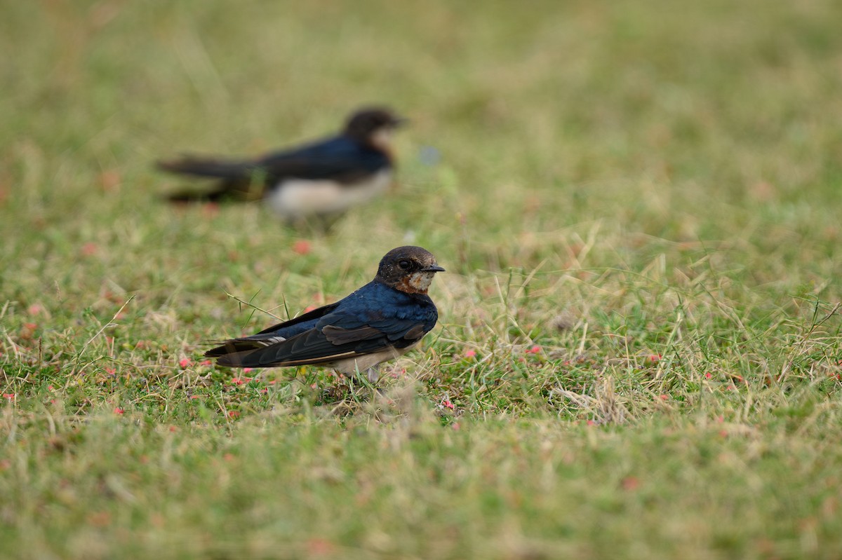 Barn Swallow - ML631848150