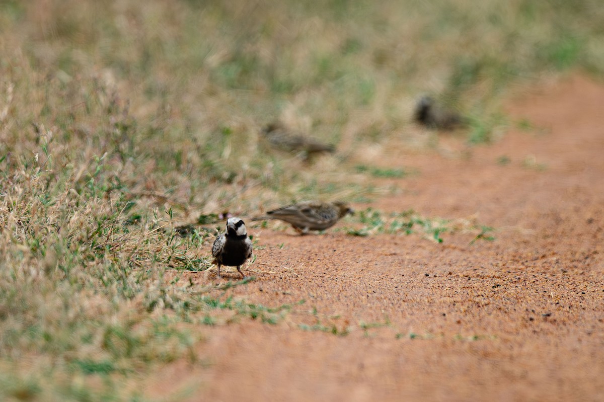 Ashy-crowned Sparrow-Lark - ML631848153