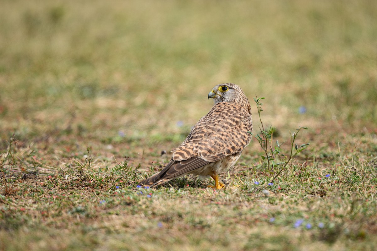 Eurasian Kestrel - ML631848157
