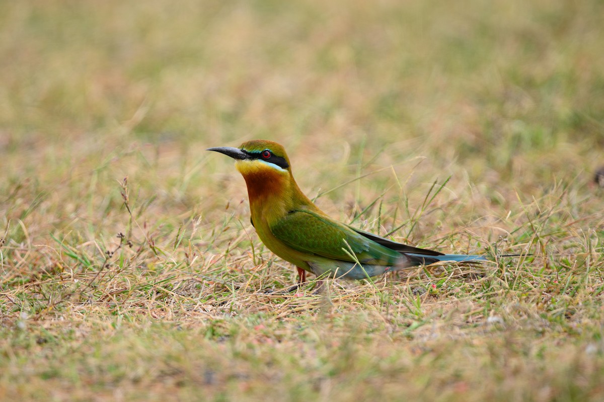 Blue-tailed Bee-eater - ML631848164