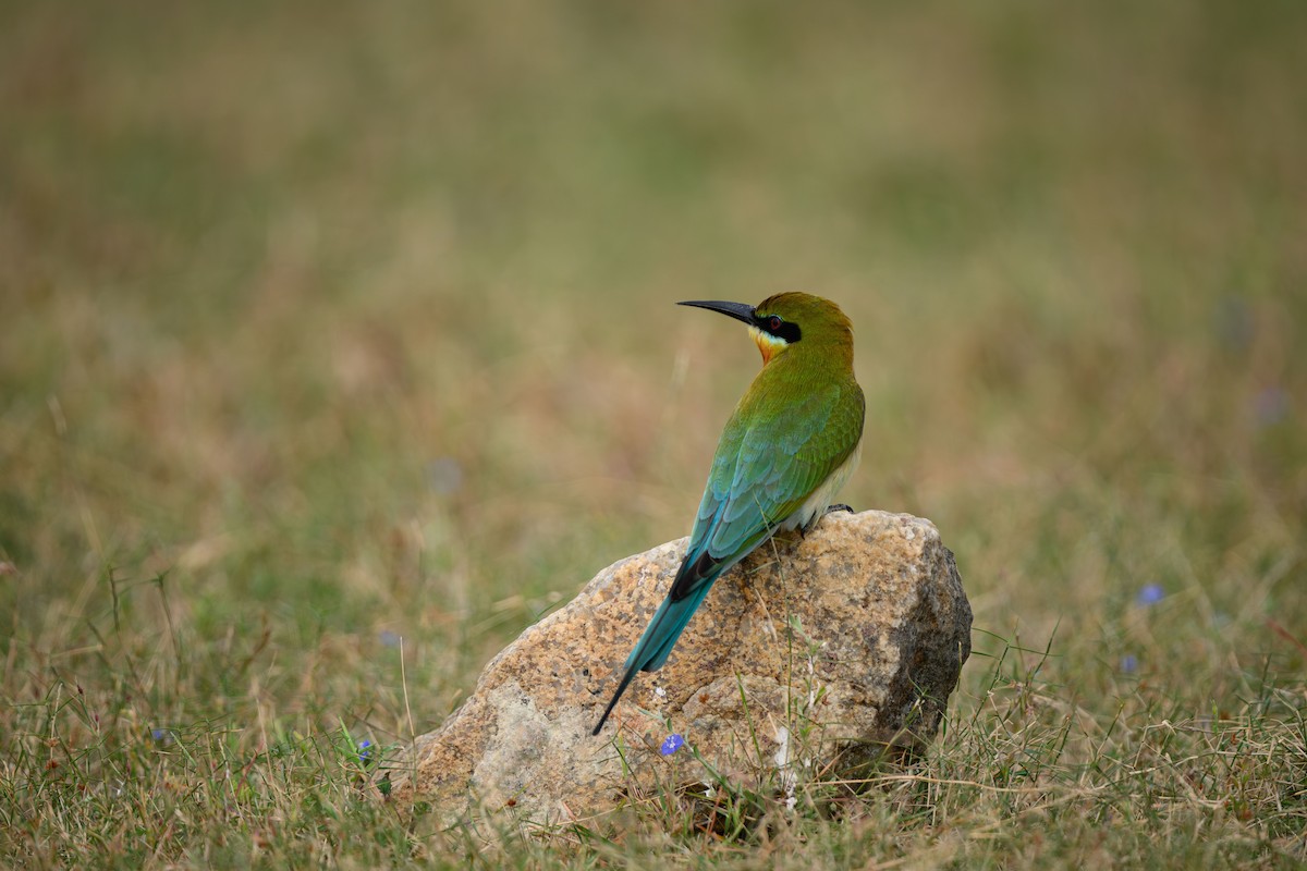 Blue-tailed Bee-eater - ML631848166