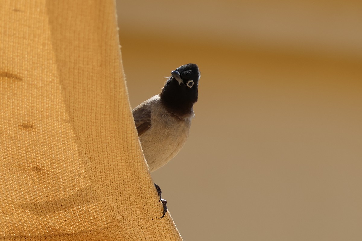 White-spectacled Bulbul - ML631848301