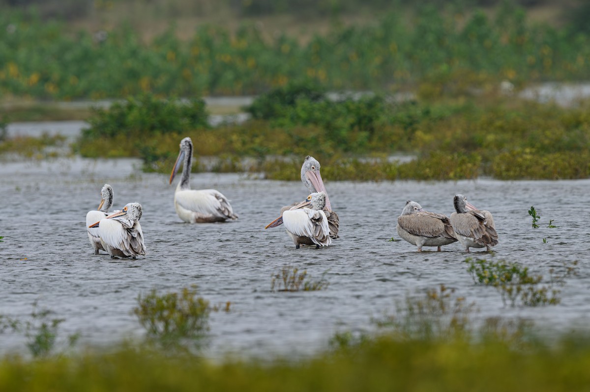 Spot-billed Pelican - ML631848396