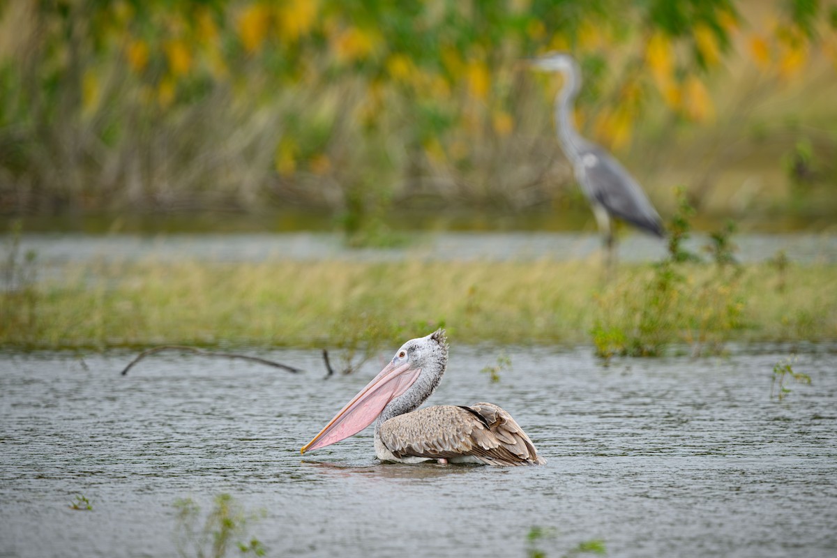 Spot-billed Pelican - ML631848401