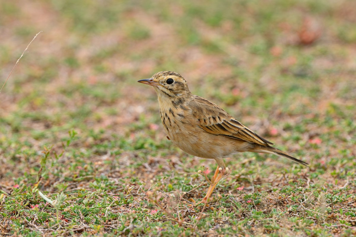 Paddyfield Pipit - ML631848477