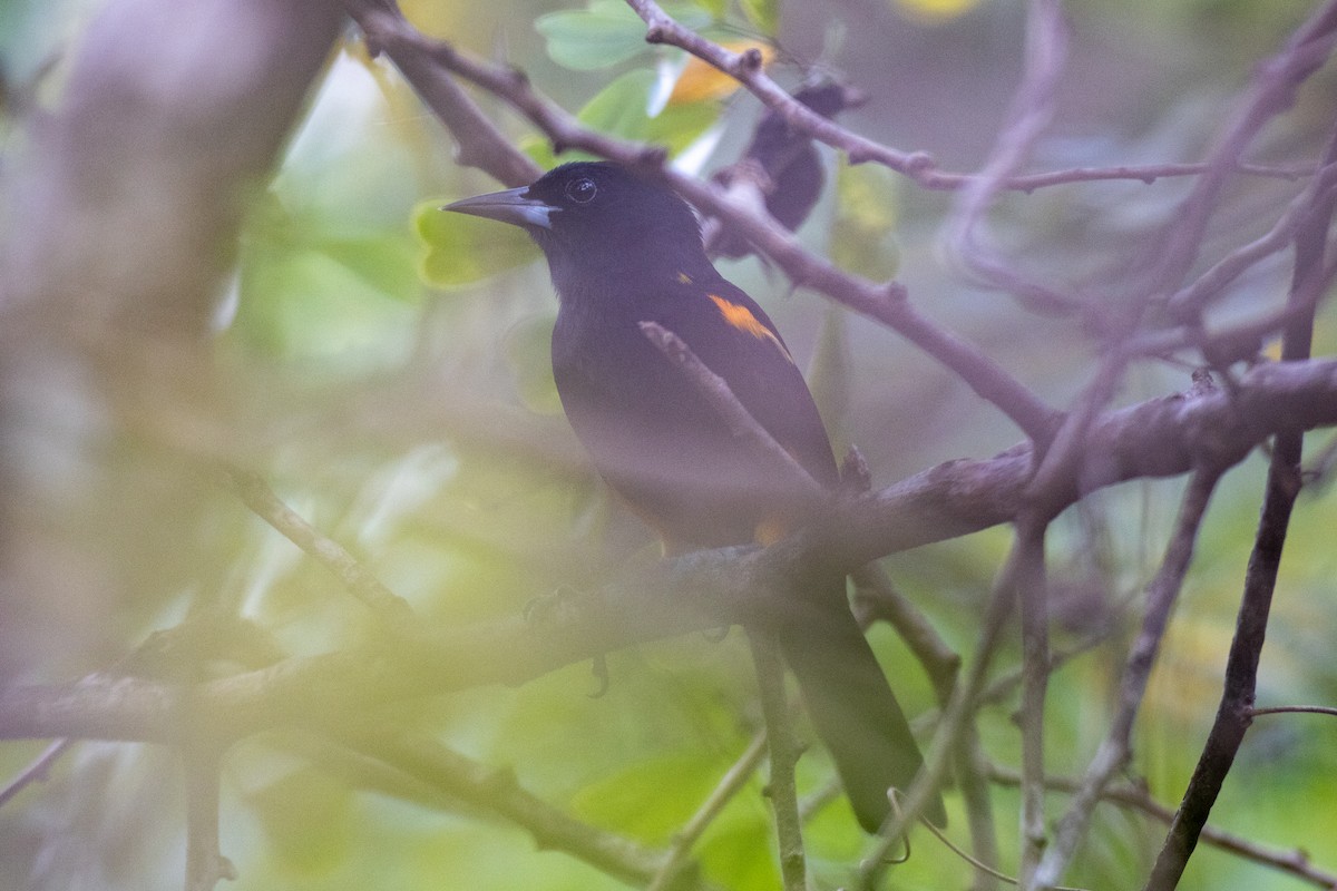 St. Lucia Oriole - ML631848572