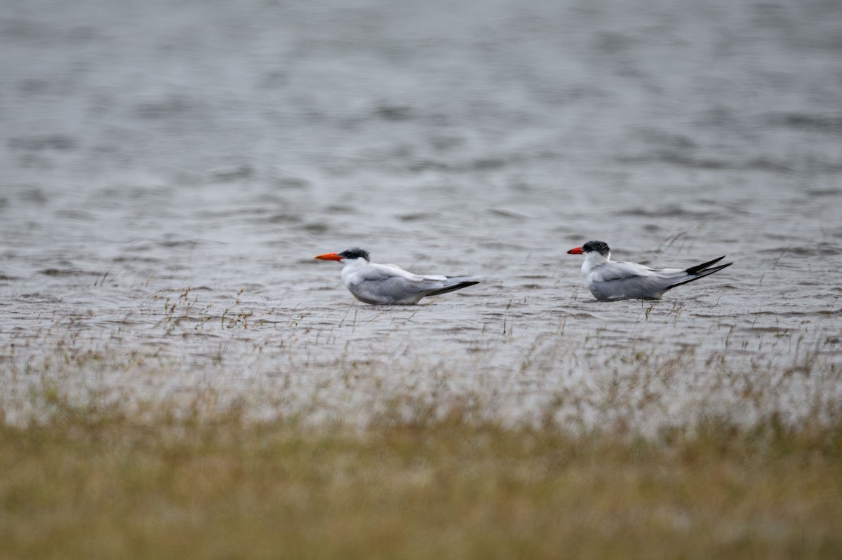 Caspian Tern - ML631848722