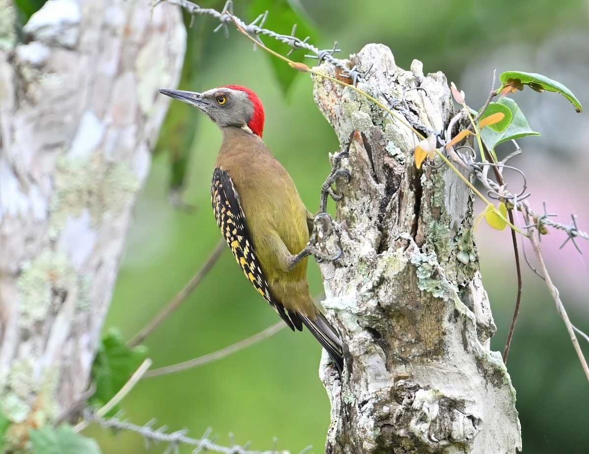 Hispaniolan Woodpecker - ML631848724