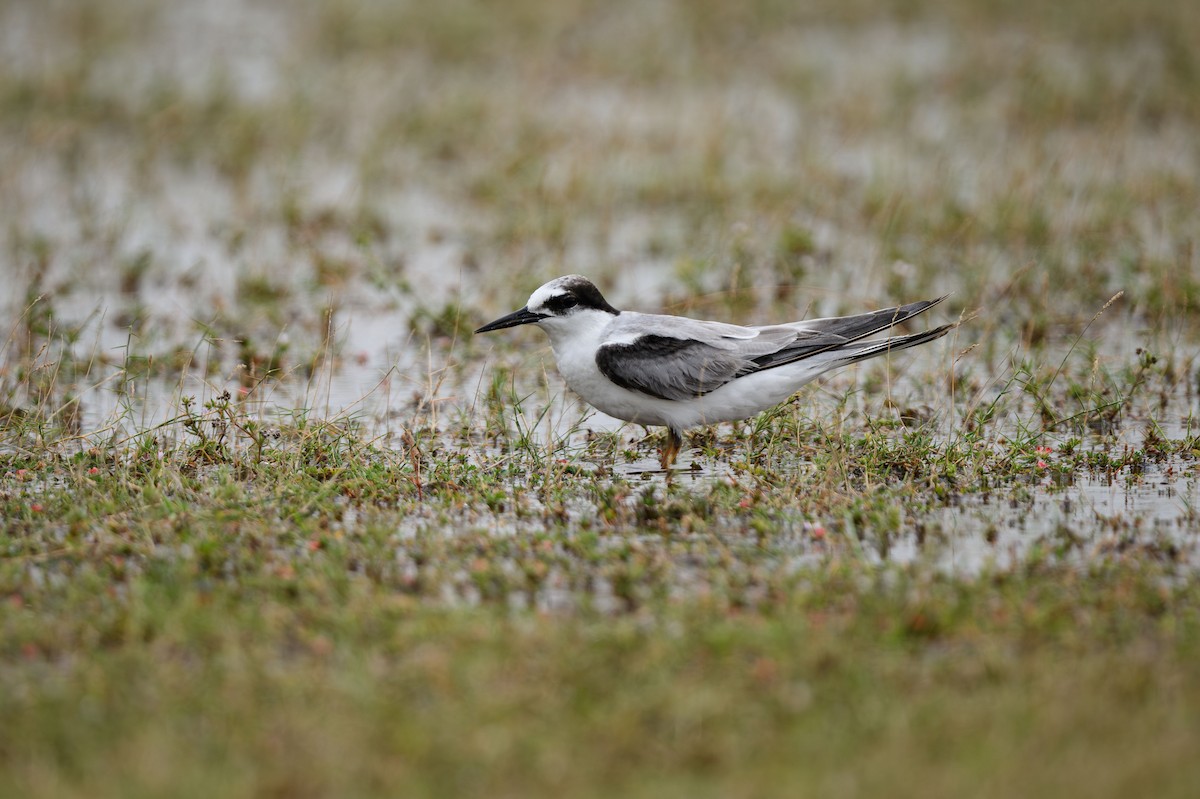 Little Tern - ML631848731