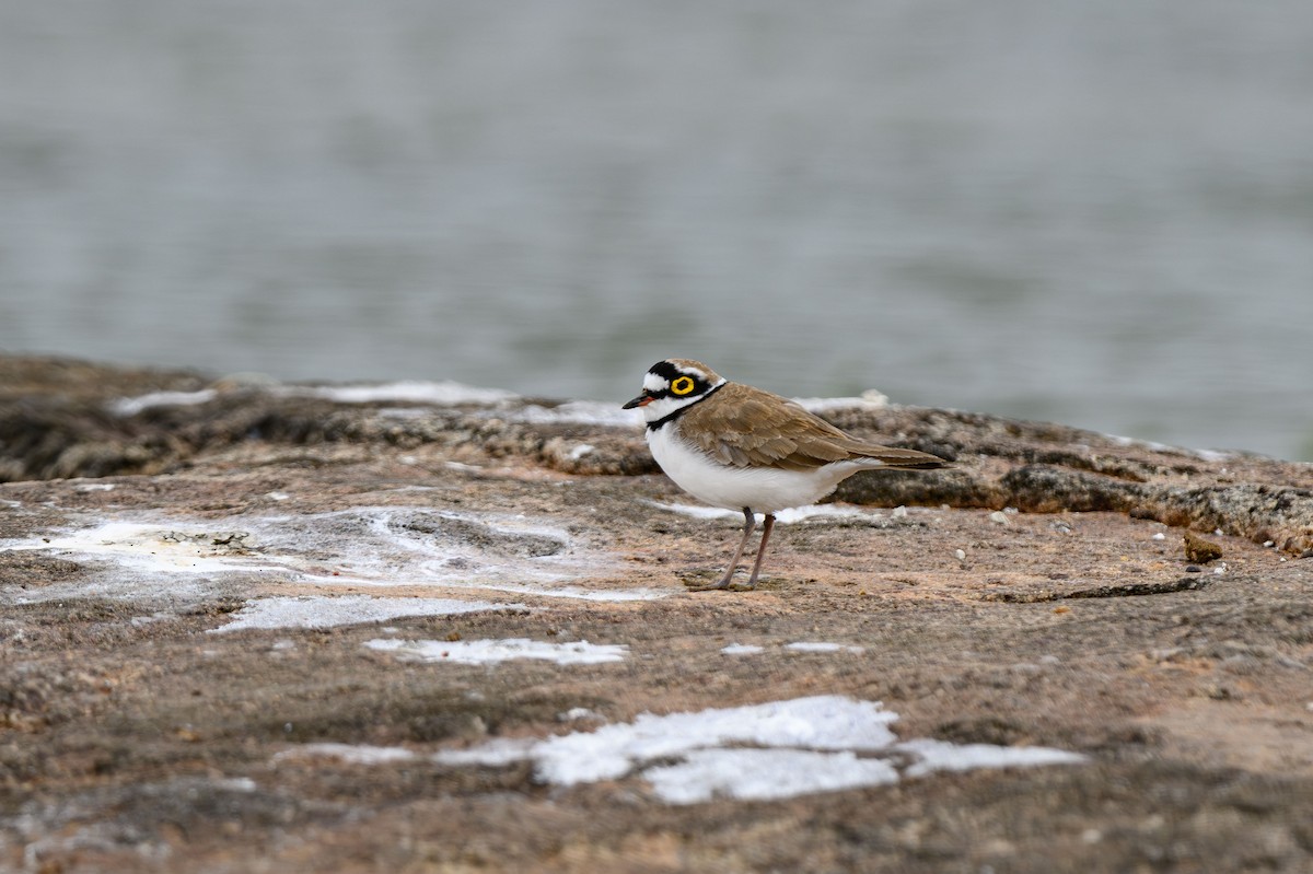 Little Ringed Plover - ML631848761