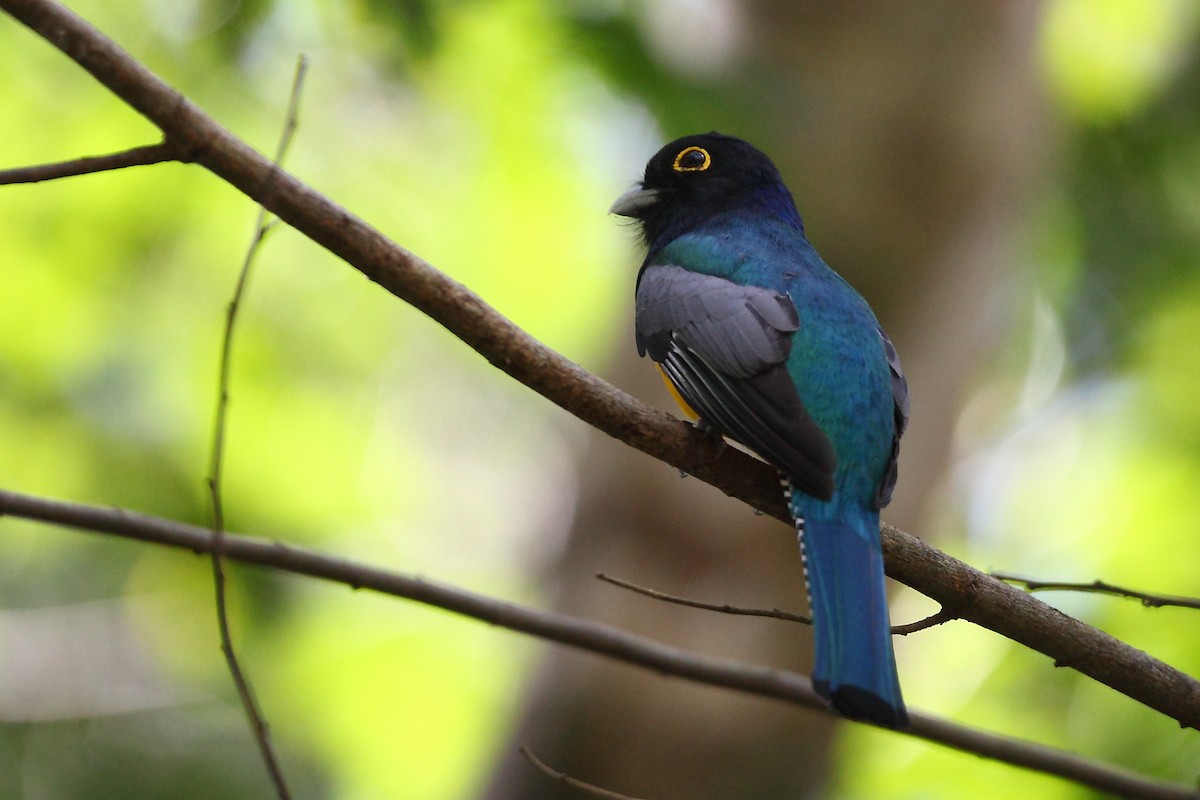 Gartered Violaceous Trogon - ML631848762