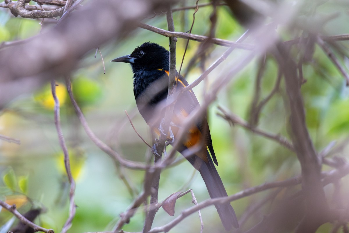 St. Lucia Oriole - ML631848770