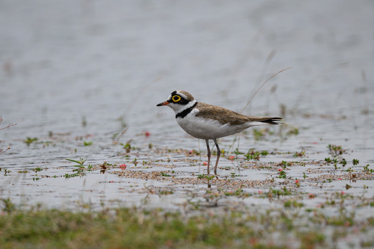 Little Ringed Plover - ML631848772