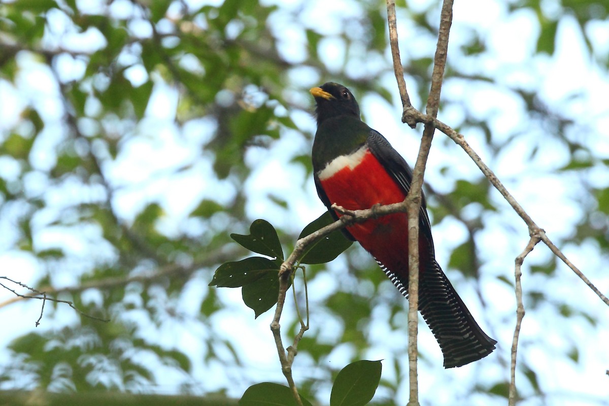 Collared Trogon (Xalapa) - ML631848778