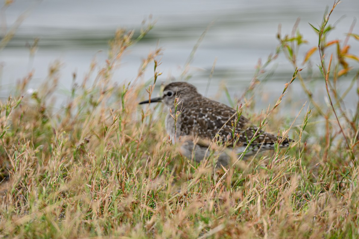 Wood Sandpiper - ML631848780