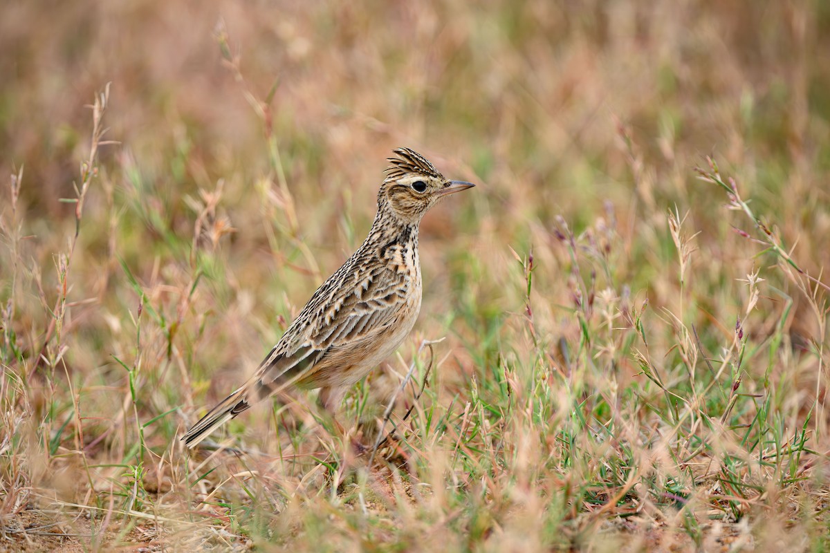 Oriental Skylark - ML631848785