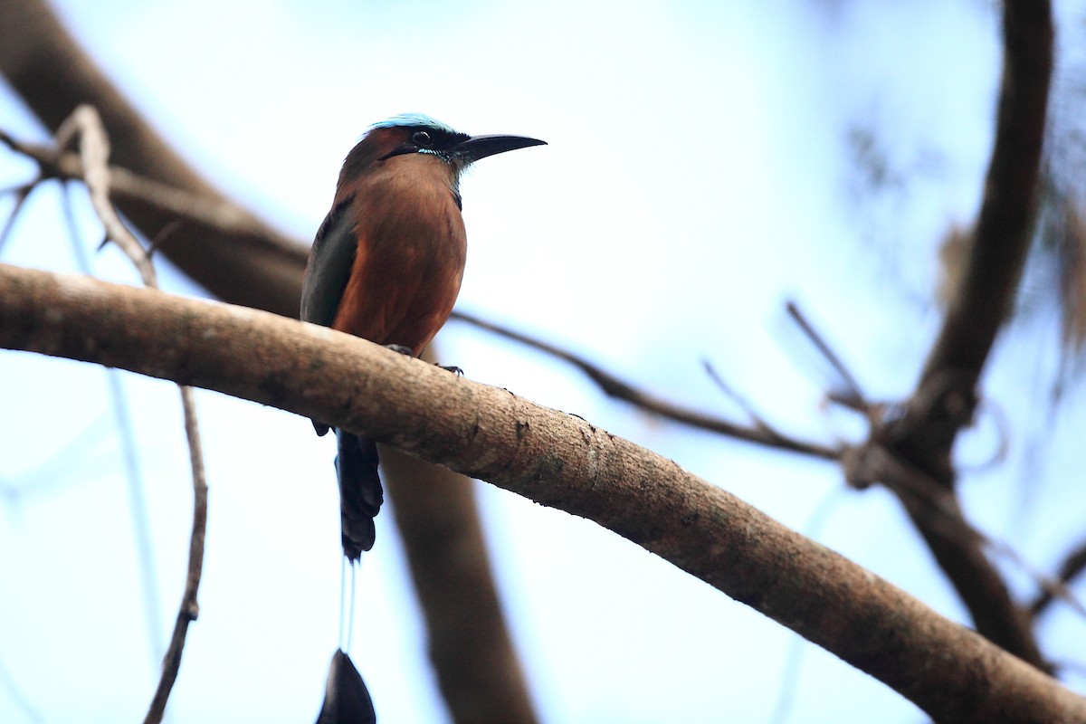 Turquoise-browed Motmot - ML631848786