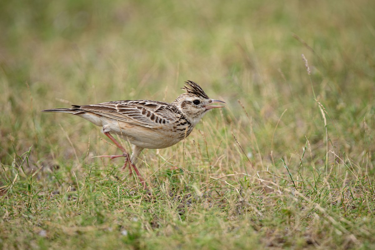 Oriental Skylark - ML631848793