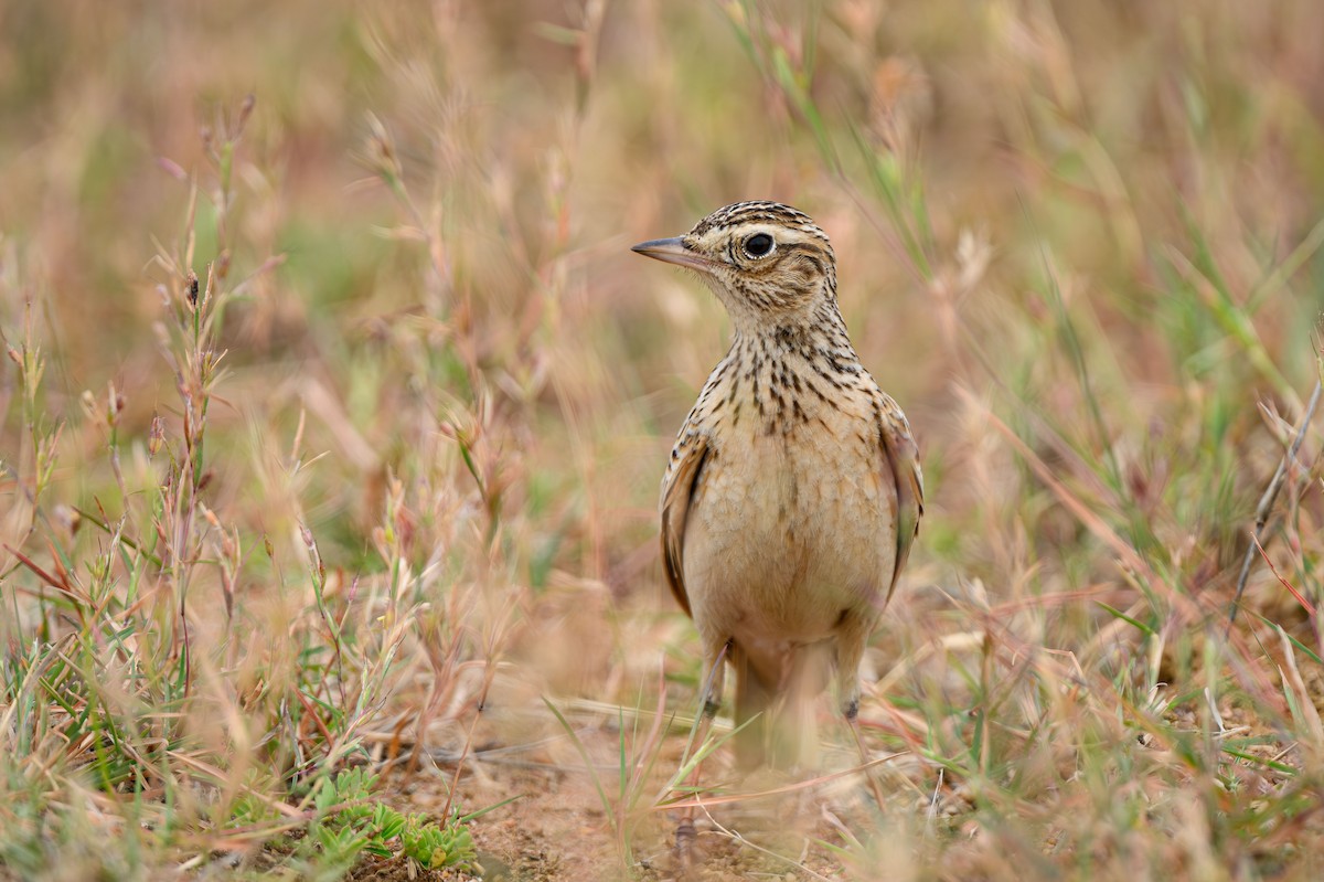 Oriental Skylark - ML631848797