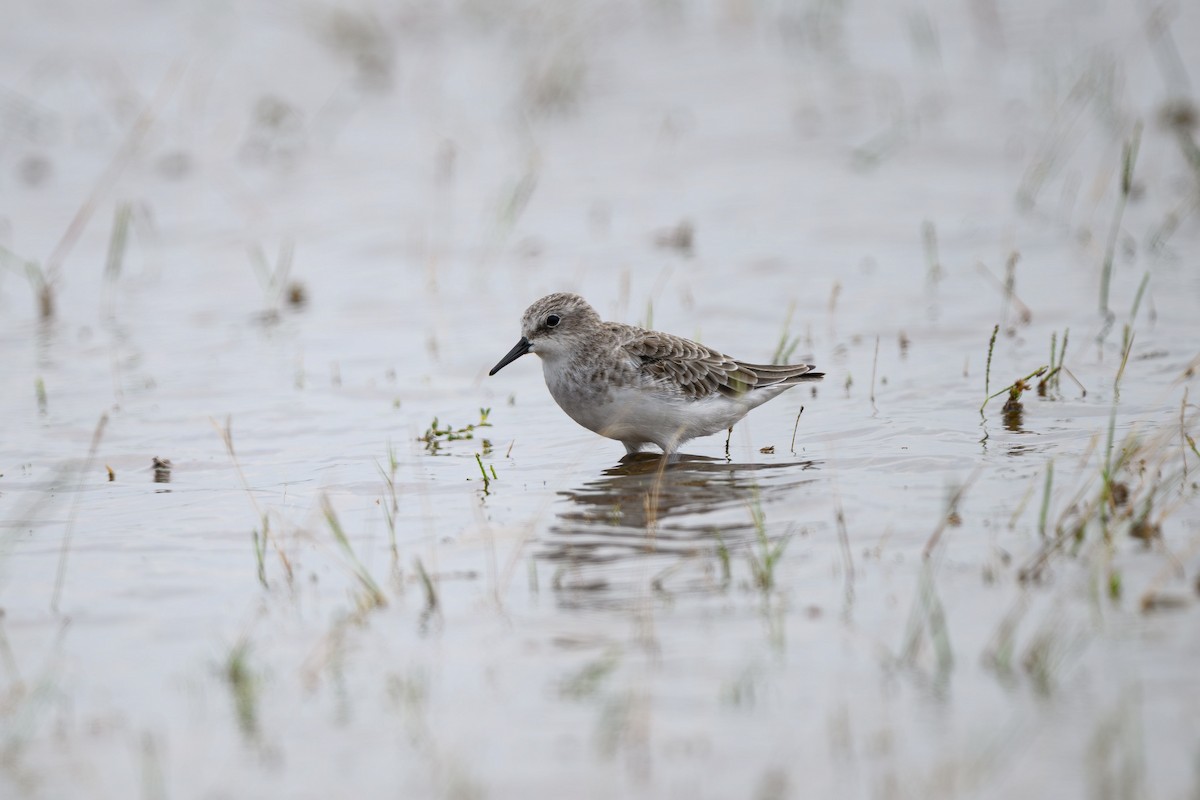 Little Stint - ML631848839