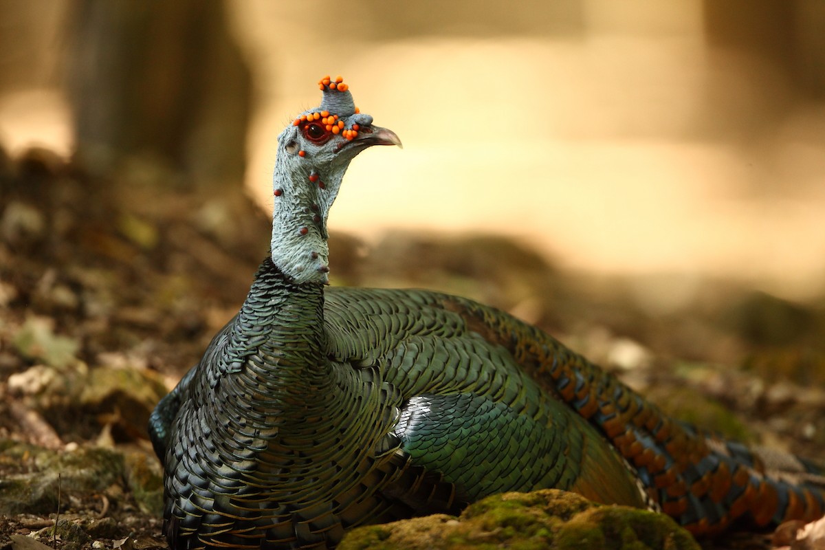 Ocellated Turkey - ML631848844