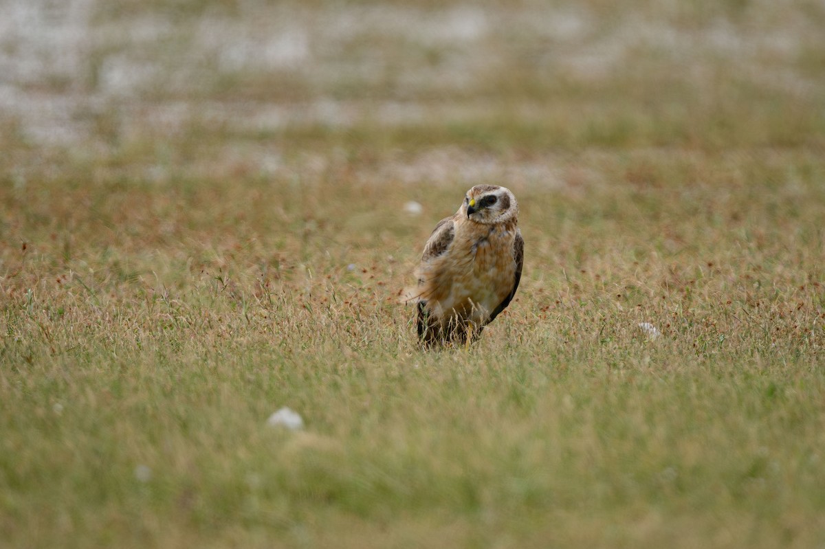 Pallid Harrier - ML631848847