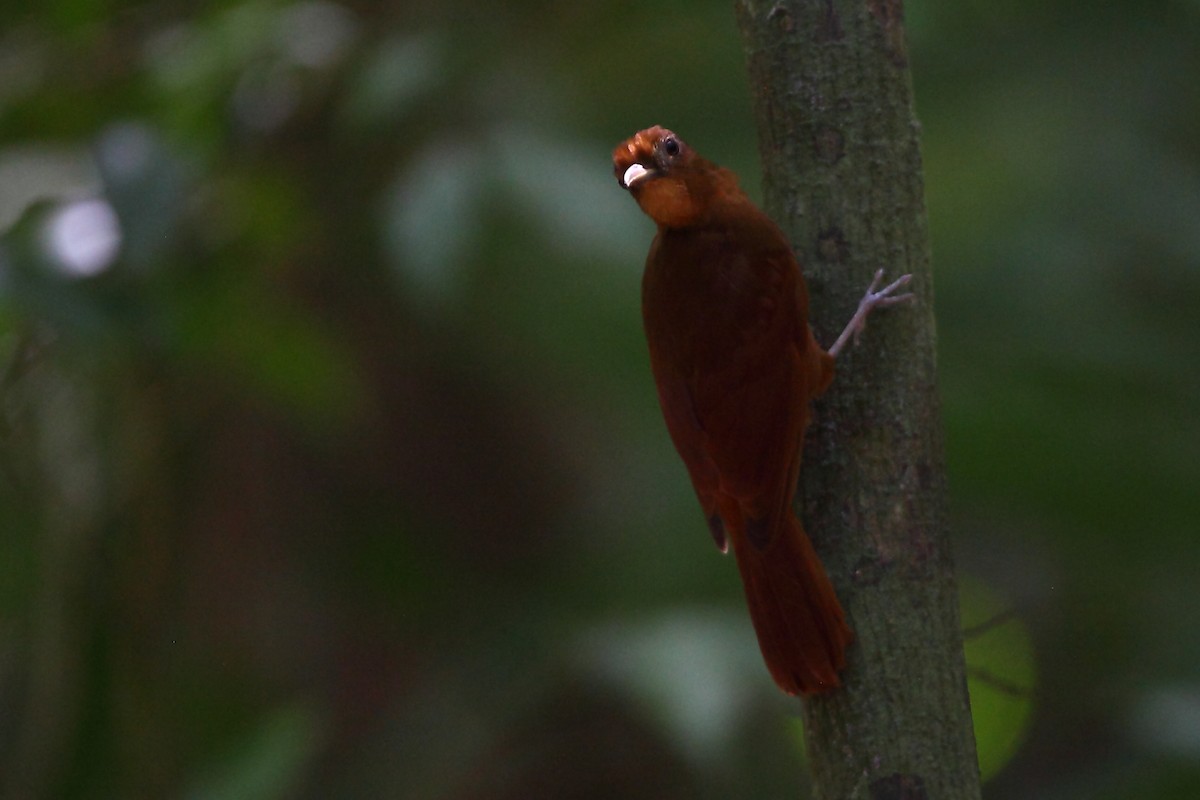 Ruddy Woodcreeper - ML631848855