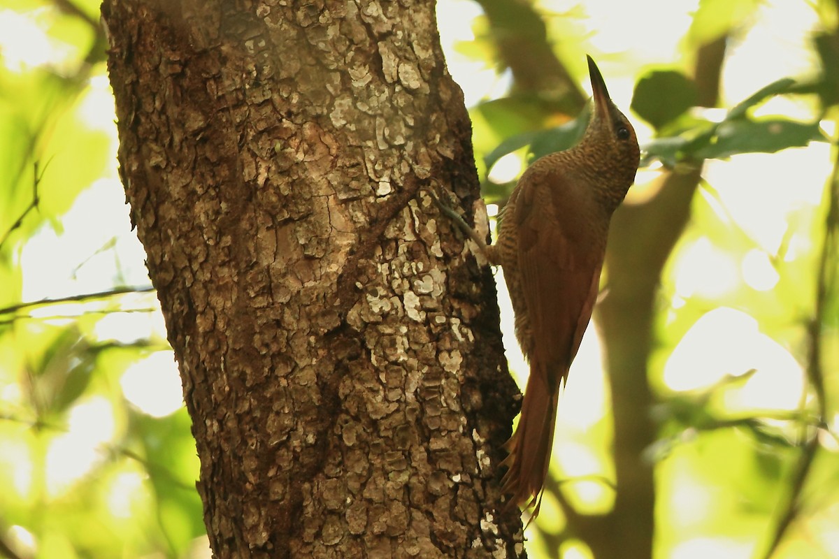 Northern Barred-Woodcreeper (Western) - ML631848859