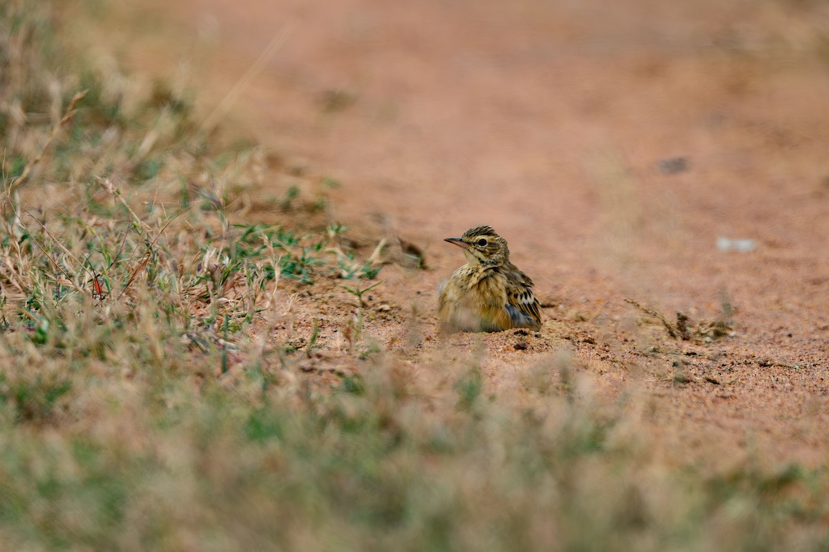Paddyfield Pipit - ML631848898