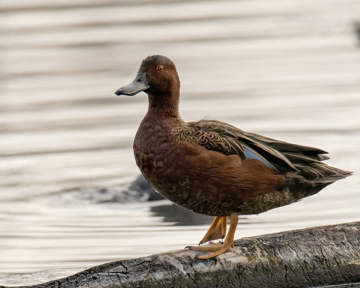 Cinnamon Teal - ML631849163