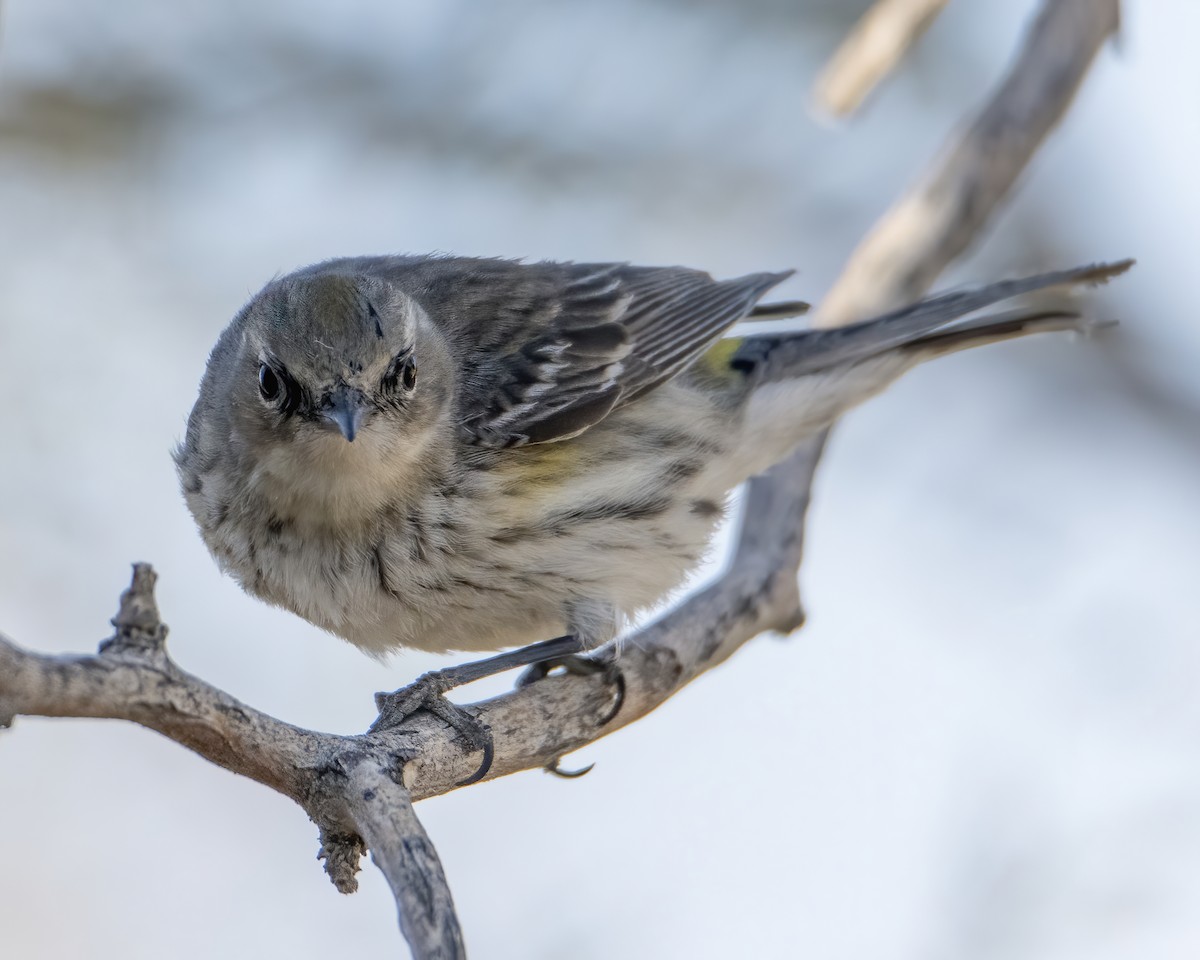 Yellow-rumped Warbler - ML631849185