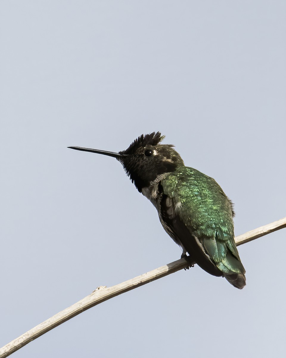 Anna's Hummingbird - ML631849204