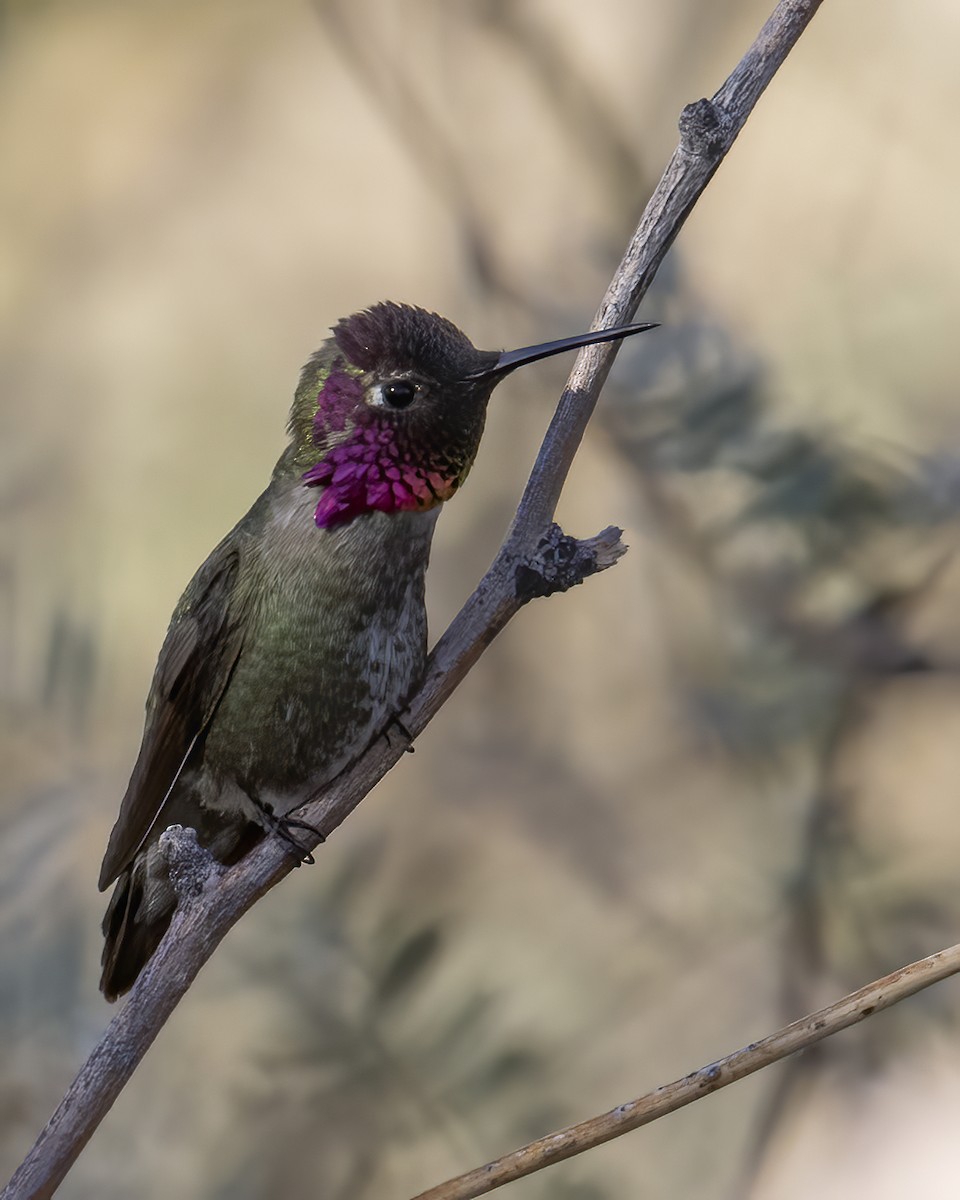 Anna's Hummingbird - ML631849205