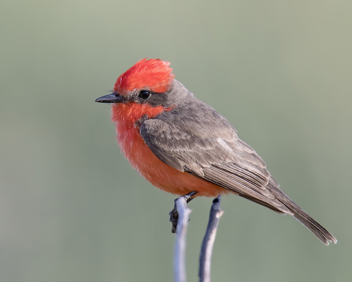 Vermilion Flycatcher - ML631849215
