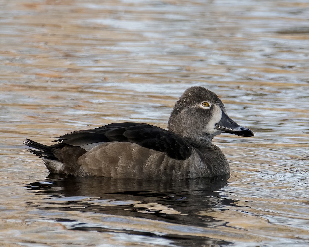 Ring-necked Duck - ML631849222