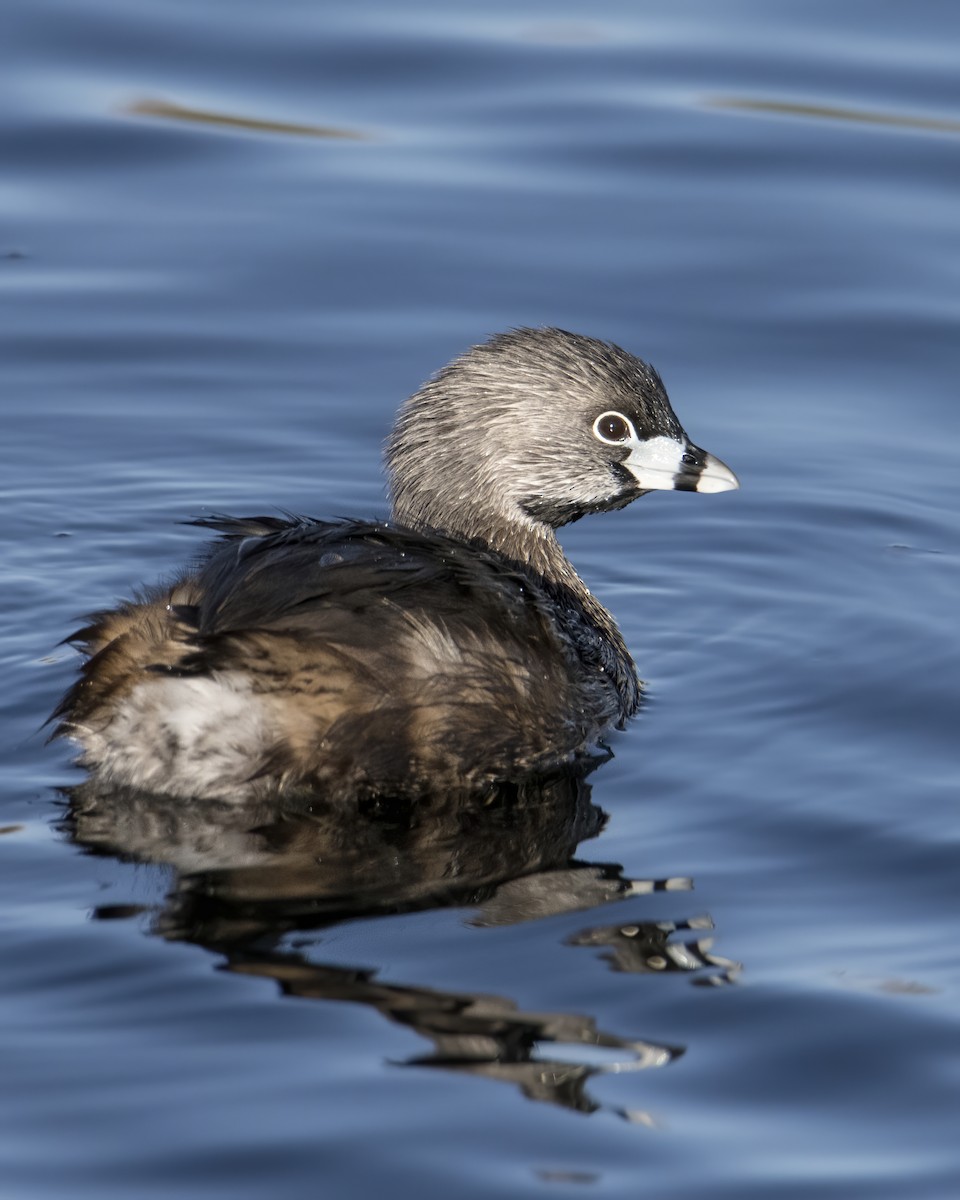 Pied-billed Grebe - ML631849235