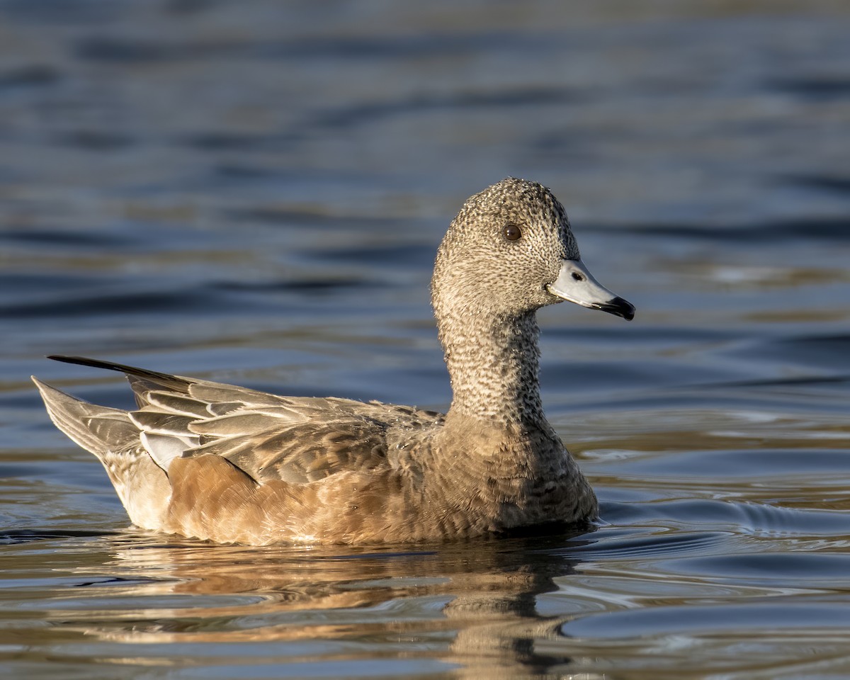 American Wigeon - ML631849306
