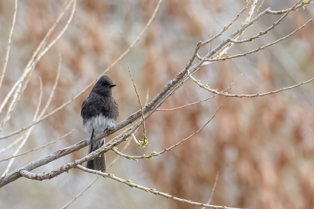 Black Phoebe - ML631849473