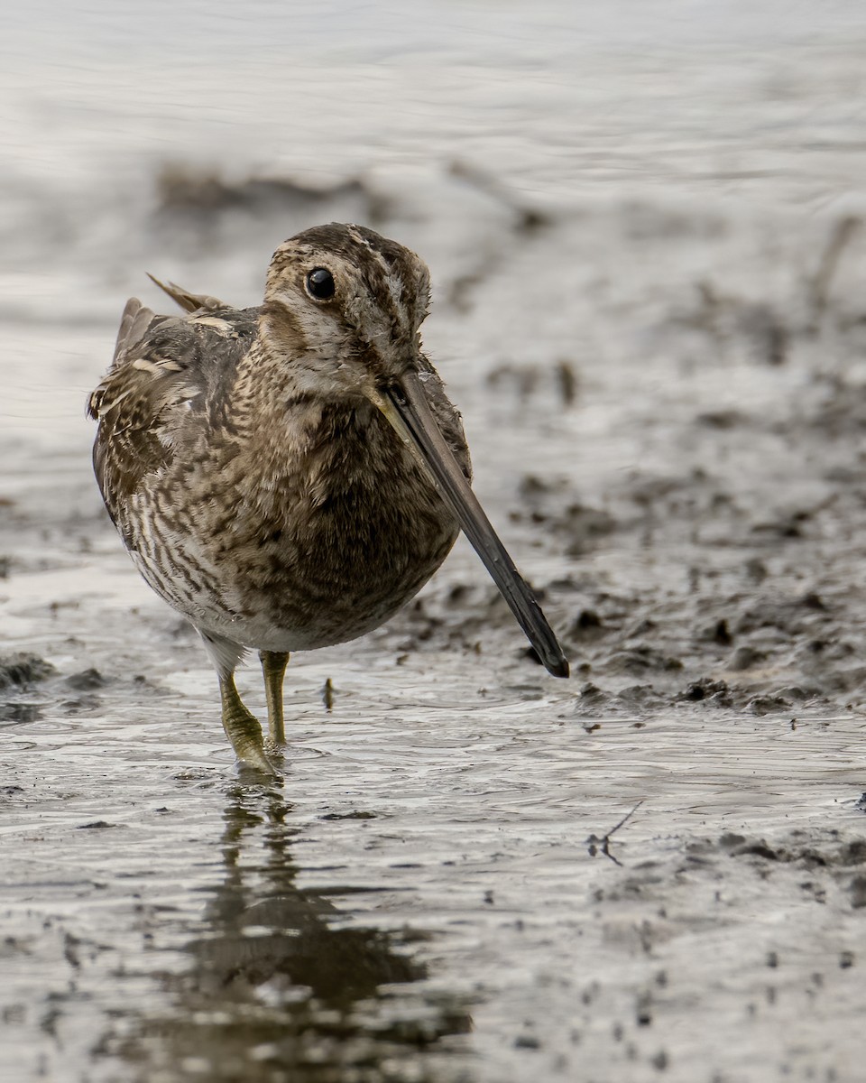 Wilson's Snipe - ML631849496