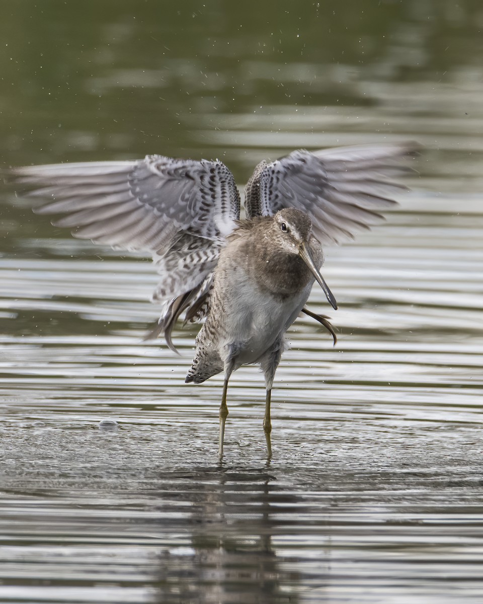 Long-billed Dowitcher - ML631849509