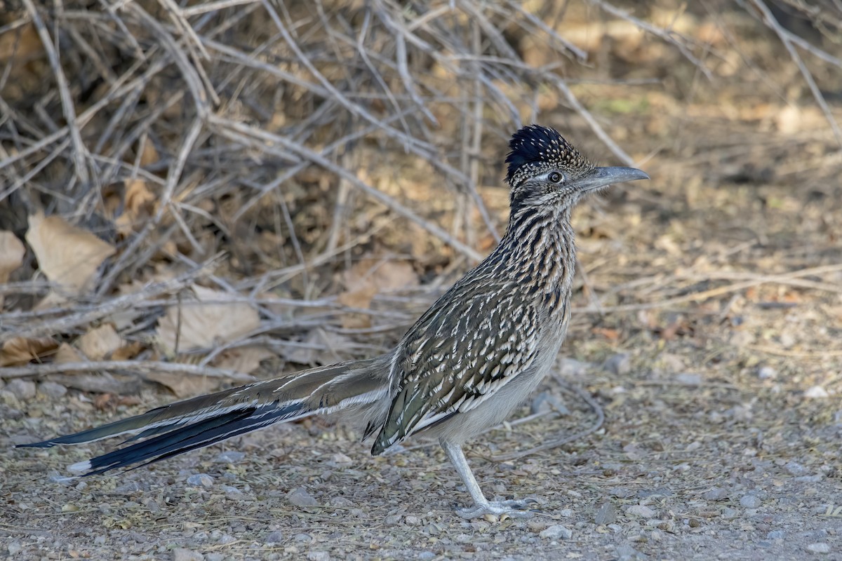 Greater Roadrunner - ML631849596